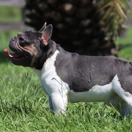 Thor - French Bulldog