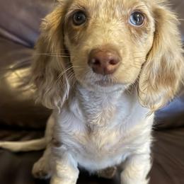 Dachshunds from AllStarDachshunds