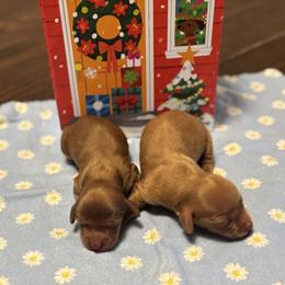 Dachshund puppies from Whitesboro Dachshund