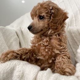 Poodle Puppies from Midwest Miniature Poodles