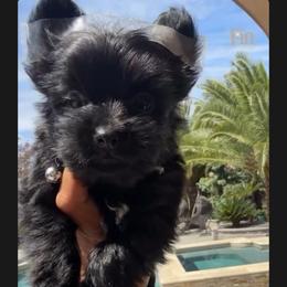 Fin - Black and gold male Yorkshire Terrier puppy in Patterson, California from Luxe Yorkies of Central Valley
