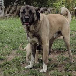 Kangals from Carolina Kangals