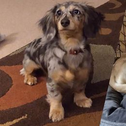 Ash - Dachshund