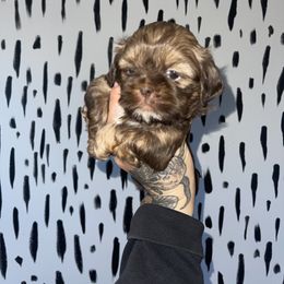 Shih Tzu Puppies from Shihtzus.Sc