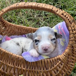 Shasta - Blue merle female Australian Shepherd puppy in Springfield, Oregon from Shelter Cove Aussies