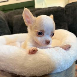 Gizmo - Cream and white male Chihuahua puppy in Springfield, Missouri from Casadelopez Tails