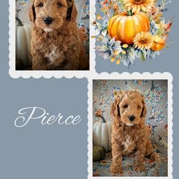 Pierce - Apricot male Goldendoodle puppy in Coarsegold, California from Hobbit Hollow Acres