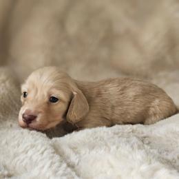 Boy 3 - Cream male Dachshund puppy in Pasco, Washington from Loyal Lil Dachshunds