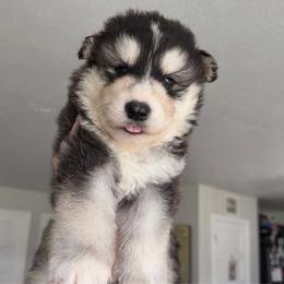 Venom - Black and white male Alaskan Malamute puppy in Spokane, Washington from Asgard Wooly Malamutes