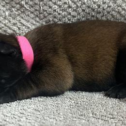 Pink - Fawn sable female Belgian Malinois puppy in Ellerbe, North Carolina from Grand Prix Kennel
