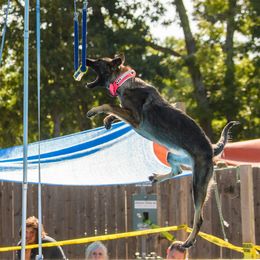 German Shepherd All Grown Up from Iron Legacy Working Dogs