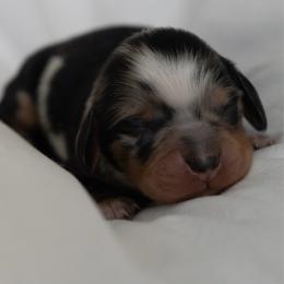 Franklin - Dapple male Dachshund puppy in Memphis, Tennessee from Lone River Dachshunds