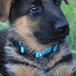 German Shepherds from Prairie Land German Shepherds