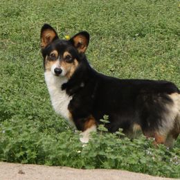 Zoey - Pembroke Welsh Corgi