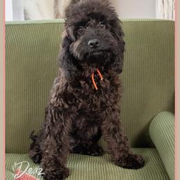 Moose - Black male Cockapoo puppy in Connersville, Indiana from Deaz Doodle Ranch