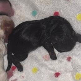 Girl 2 - Black and tan female Dachshund puppy in Falcon, Missouri from K2D2 Farm