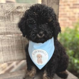Cayman - Phantom male Goldendoodle puppy in Mc Kinney, Texas from Flair Doodles