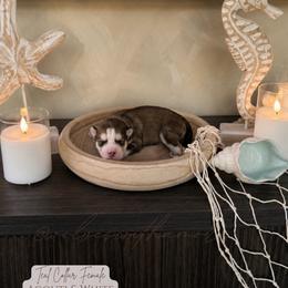 Azure - Agouti and white female Siberian Husky puppy in Lodi, California from Wolves with Amor