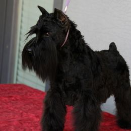 Khaleesi - Miniature Schnauzer