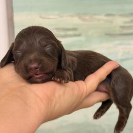 Ella - Chocolate and tan female Dachshund puppy in Lakeland, Florida from Elite Doxies Florida
