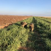 Leonberger Puppies from Tipping Point Leonbergers