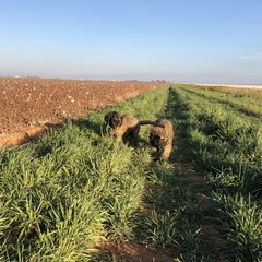 Leonberger Puppies from Tipping Point Leonbergers