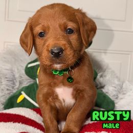 Rusty - Red male Labradoodle puppy in Beecher, Illinois from Erica’s Doodles