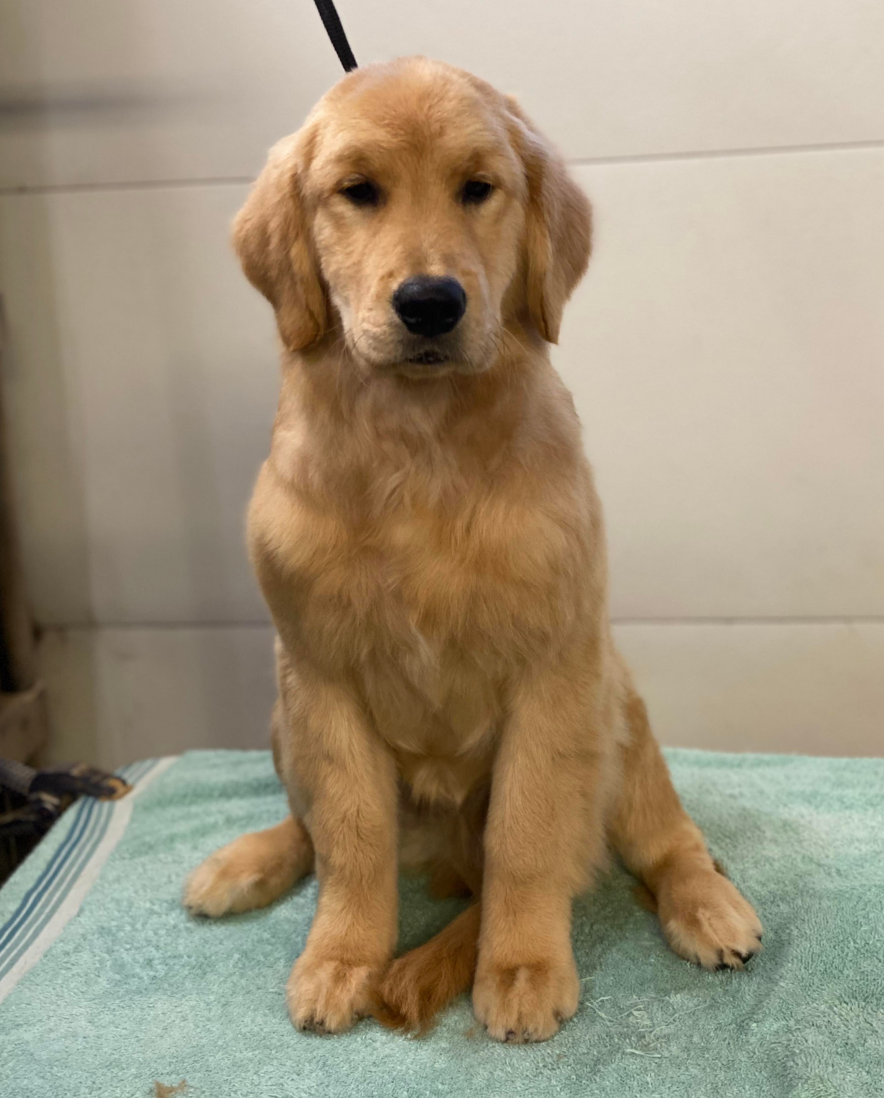 Golden Retriever and Samoyed Puppies from Snowshoe Samoyeds & Impact Golden Retrievers