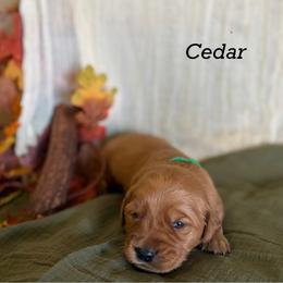 Cedar - Golden male Golden Retriever puppy in Fruitland, Idaho from Bethel Retrievers