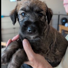 Girl 2 - female Lurcher puppy in St. Charles, Illinois from Ashir Kennels