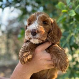 TigerLily - Red female Australian Labradoodle puppy in Riverside, California from Sycamore Canyon Labradoodle