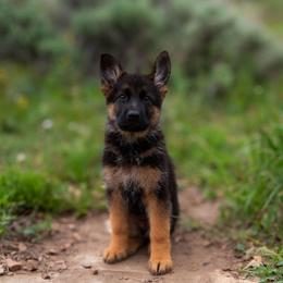 Female Puppy - Black and red female German Shepherd puppy in Kamas, Utah from Uinta Mountain Shepherds