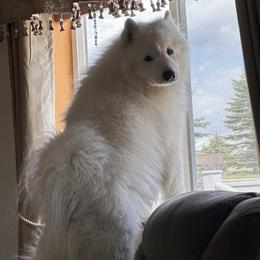 Brier - Samoyed