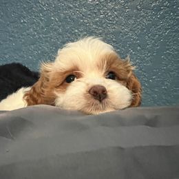 Cavapoo and Shihpoo Puppies from Haus of Doodles