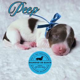 PEEP - Piebald male Dachshund puppy in Columbia, Louisiana from Diamond 5R Ranch AKC & CKC Miniature Dachshunds