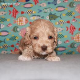 Coral - Caramel female Australian Labradoodle puppy in Hackettstown, New Jersey from Sunny Heart Doodles