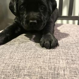 Girl 1 - Black female Labrador Retriever puppy in Buffalo, New York from Cedar Patch Labradors
