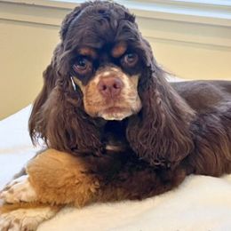 Cockapoos and Cocker Spaniels from Paradise Cockers