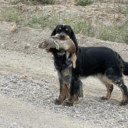 Blue - English Springer Spaniel