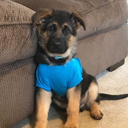 German Shepherd Puppies from Countryside Kennel