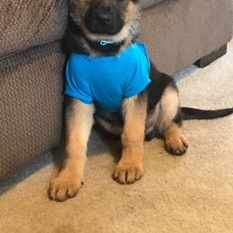 German Shepherd Puppies from Countryside Kennel