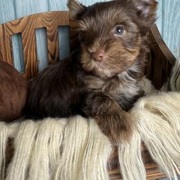 Wade - Chocolate, tan and white male Yorkshire Terrier puppy in Tulsa, Oklahoma from Conns Cuddly Canines
