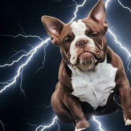 American Bullies and Yorkshire Terriers from Bella Gail Kennels