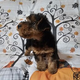 Puppy 3 - Black and tan female Welsh Terrier puppy in Salem, Indiana from Walnut Ridge Terriers