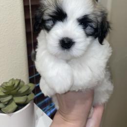 Girl 3 - female Coton de Tulear puppy in Anchorage, Alaska from Polar Pup Cotons