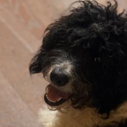 Grits - Tri-color Bernedoodle puppy in Broadway, North Carolina from Dixie’s Darling Doodles