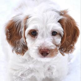 Ligjt blue boy - Yellow and white male Bernedoodle puppy in Waukesha, Wisconsin from Bernedoodle Boutique (and Cavapoos)