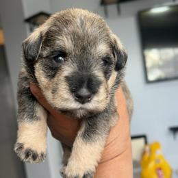 PINK - Salt and pepper female Miniature Schnauzer puppy in Lehigh Acres, Florida from Bertica's Miniature Schnauzers