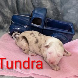 Tundra - Red merle female Australian Shepherd puppy in Parker, Colorado from Legacy Ranch Australian Shepherds