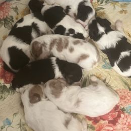 Cavapoo puppies from Lainy's Homegrown Farm puppies